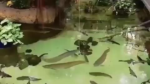 This is a beautiful and charming water-dwelling species