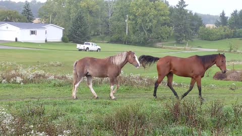 JJ phase two of introduction into the herd - getting to know Hank - 25 Sept 2022