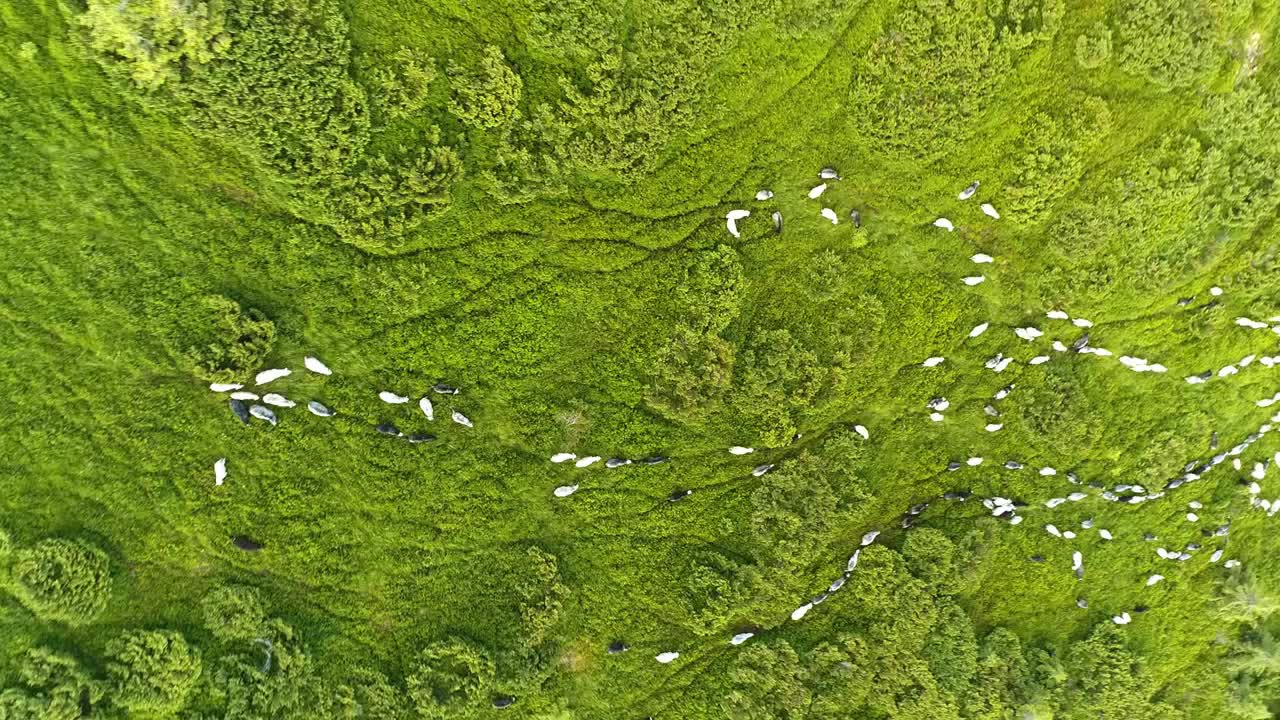 The flight above the flock of sheep on a picturesque mountain