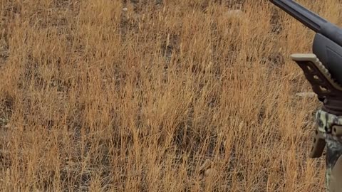 Bryson's first mule deer