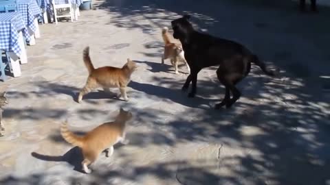 BATTLE 4 CAT'S AND DOG 9 Minutes of UNBELIEVABLE Animal Moments