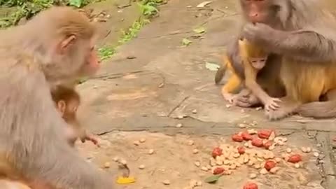 monkey family