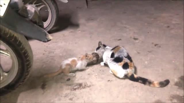 Cat Mom and Kitten catching eating big mouse together