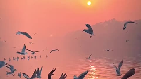 Stunning Beauty of Forests and Wildlife 🌲🦌