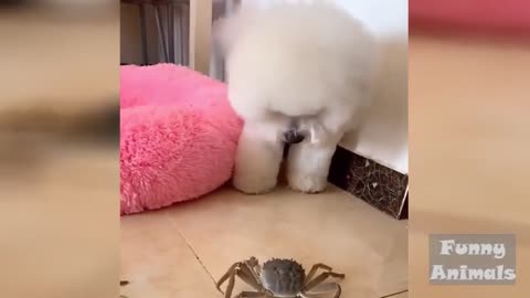 Cute 😍 Dog trys to catch crab 🤣 But he dont get it 🤣🤣