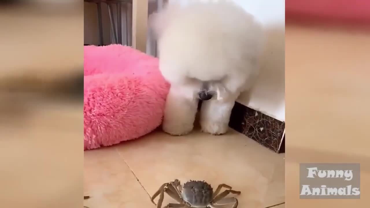 Cute 😍 Dog trys to catch crab 🤣 But he dont get it 🤣🤣