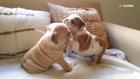Happy Cute And Happy Puppies Doing Funny Things