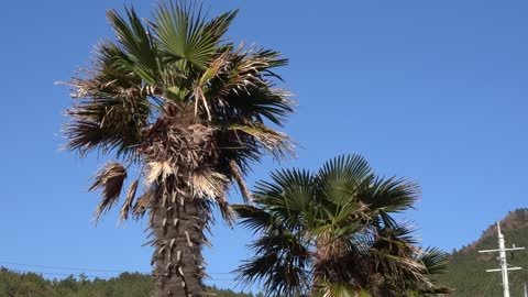 palm trees swaying in the wind 2