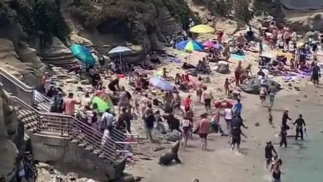 Morski lavovi rastjerali turiste na plaži, u trenutku je nastao stampedo