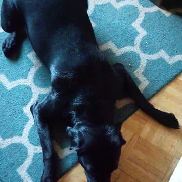 Luci Lu Deer Poop Bath Part 2