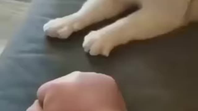 Wait for it... Look what cat will do