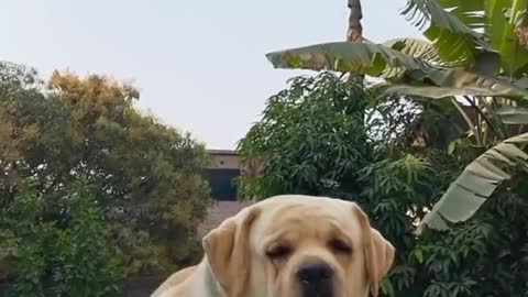 Labrador Dog