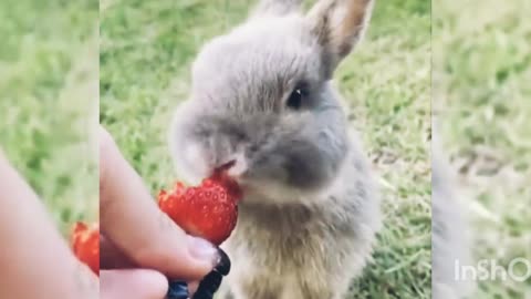 New animal eating video||new 2021