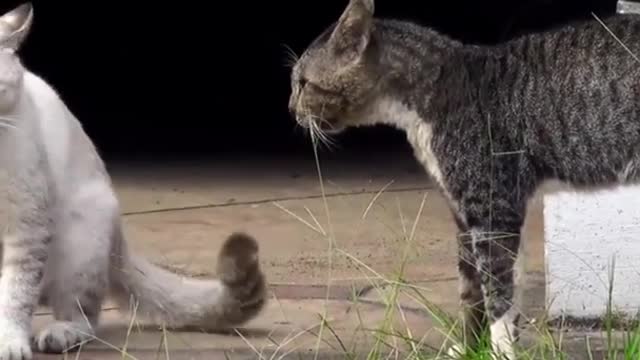 Two real cat fight compilation videos