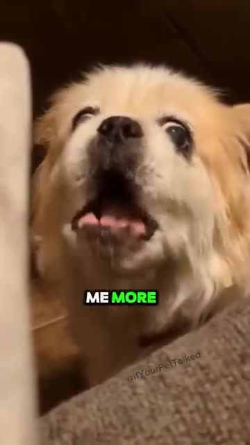 Funny dogs playing with each other amazing moments trending video