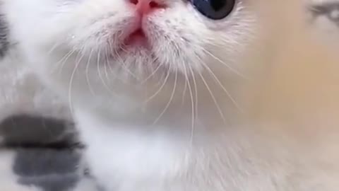 Lovely cat