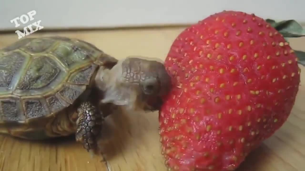 Animais bebês engraçados l Tartaruguinha comendo morango