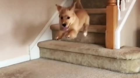 Puppy runs down staircase and skips last step