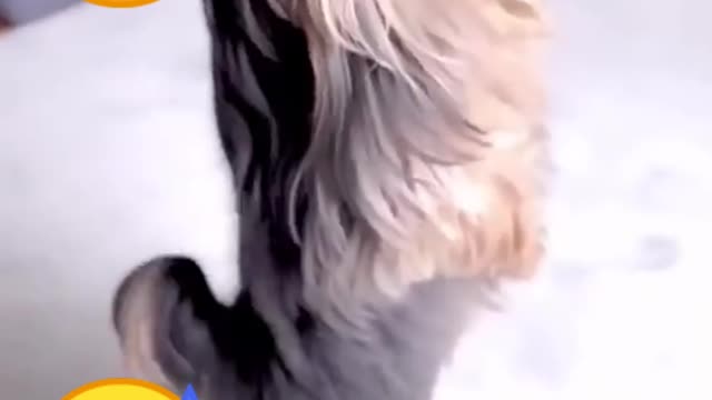 Cute and funny cat video😅😅funny cat dence video