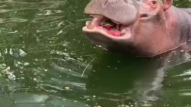 The hippo is eating the watermelon