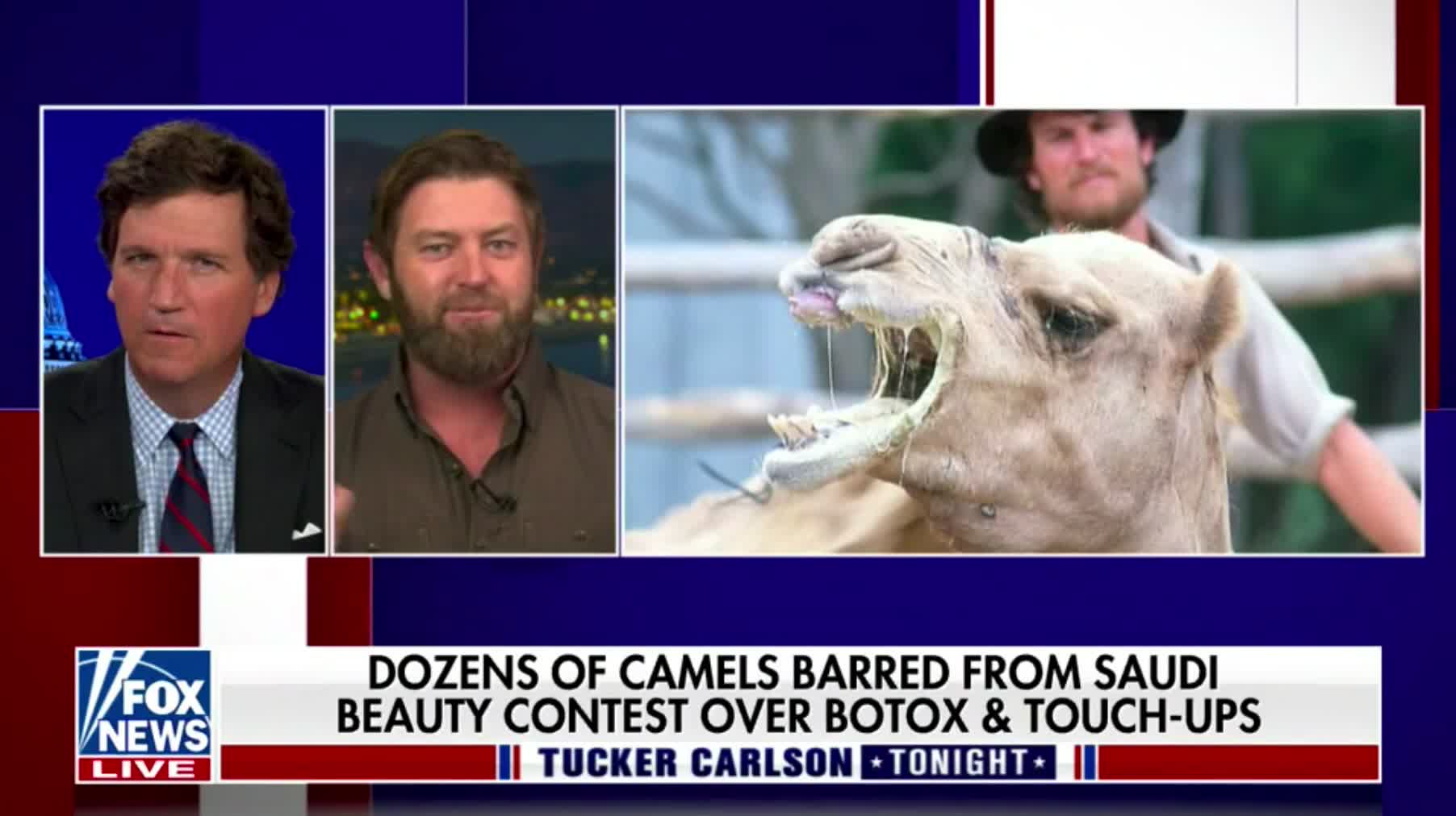 Wildlife biologist Forrest Galante joins Tucker Carlson to discuss camel beauty pageants