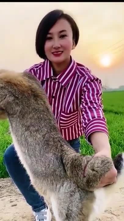 Very cute big rabbit