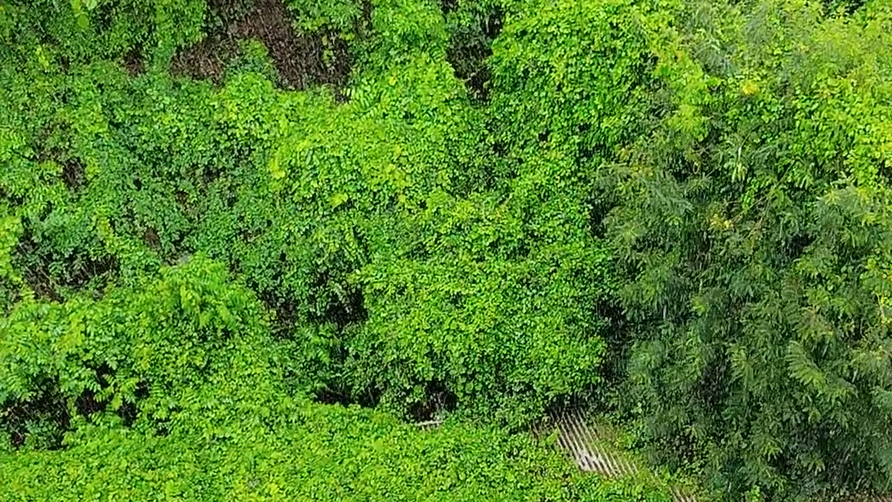 GREENERY IN MUMBAI |IN RAINEY SEASON | BOMBAY|MUMBAI|