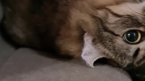 Funny cat sleep video-hd_1080_1920_30fps.mp4