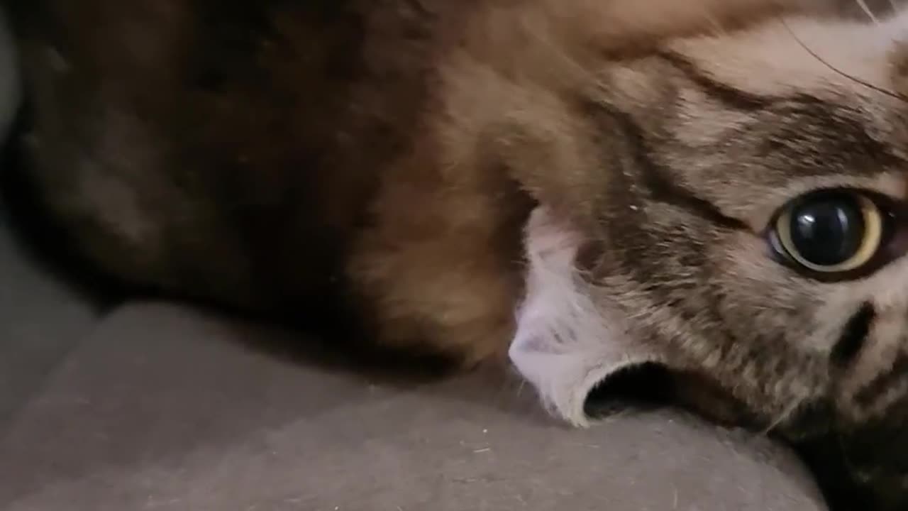 Funny cat sleep video-hd_1080_1920_30fps.mp4