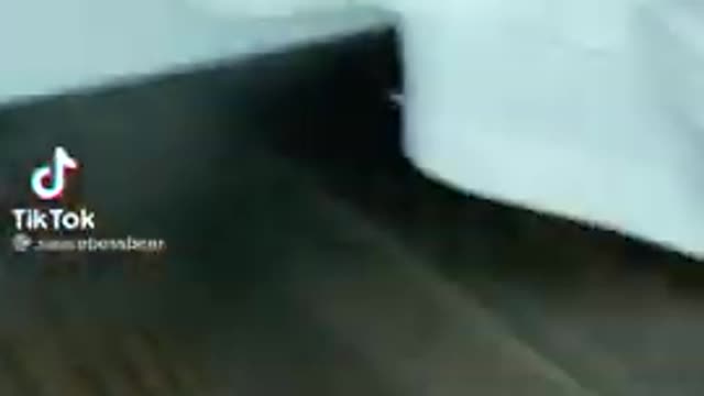 Angry cat