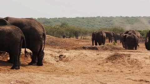 a large herd of elephants try to stay cool along an african riverbank