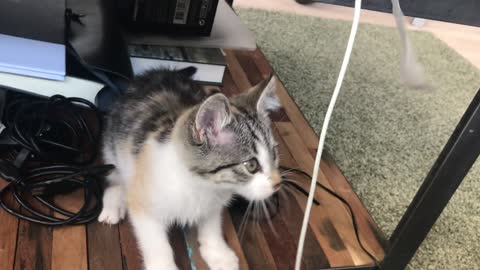 a playful cute kitten xD