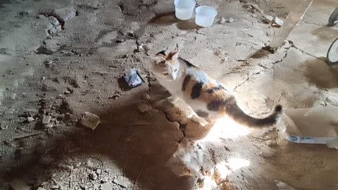 A female cat runs away from a male cat. I gave food to the female cat