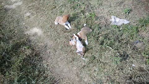 Puppy Playing with his brother and sister