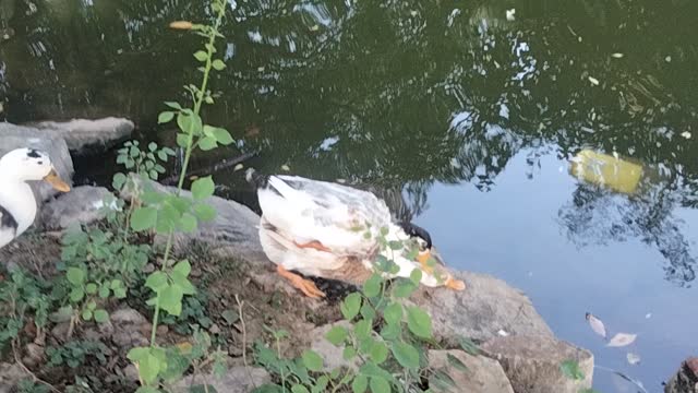 Ducks 🦆 playing by Kingdom of Awais