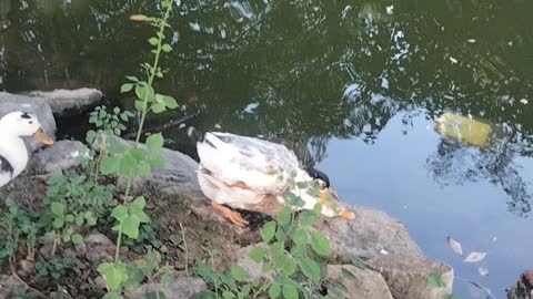 Ducks 🦆 playing by Kingdom of Awais