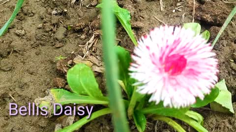 Bellis perinnis words beautiful flower