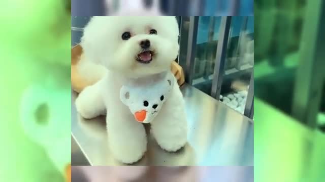 Cute Dog Video