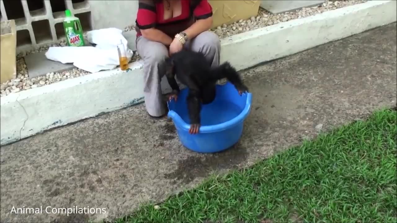 Cuddly Baby Chimpanzees