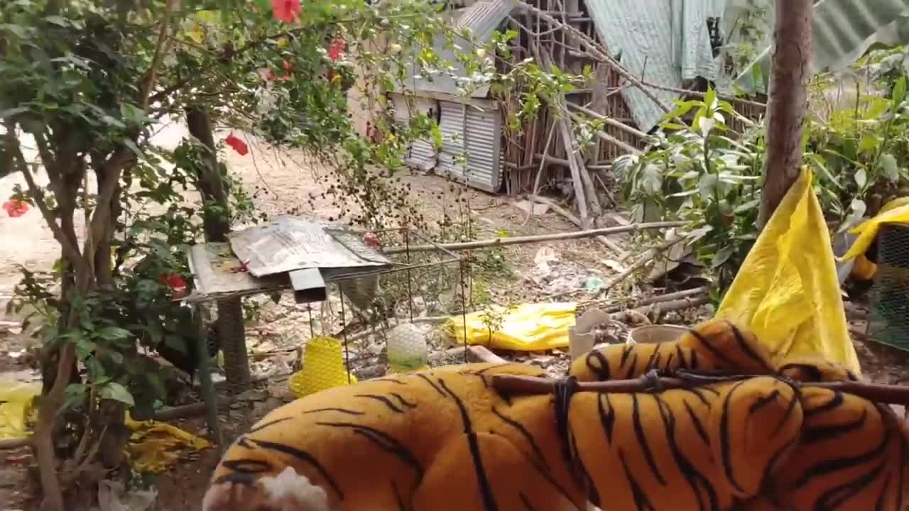 Funny Video on Fake Tiger Pranks Dog