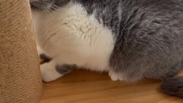 Hey~ Let me show you the little brain axe 🐱