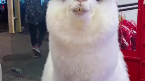 Help me! This little alpaca is so cute that it explodes