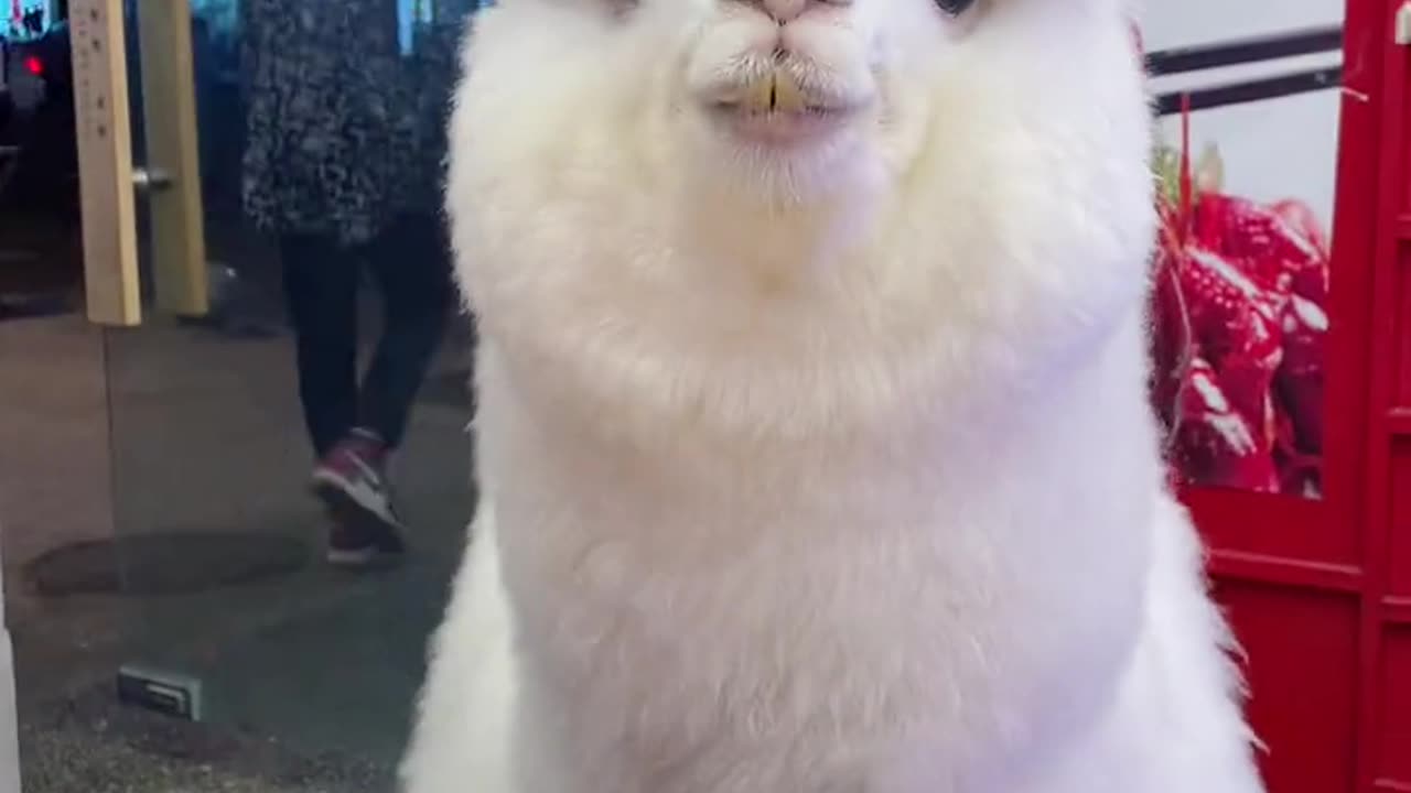 Help me! This little alpaca is so cute that it explodes
