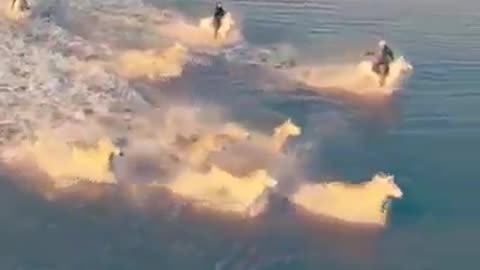 Horses Water Ship #shorts #shortvideo #video #virals #videoviral