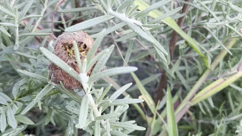 ROSEMARY