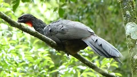 brazilian fauna JACU NA SELVA