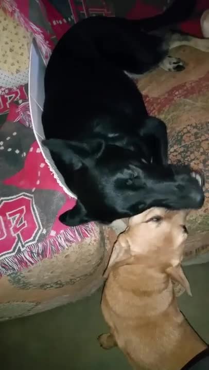 My Pitbull Thelma is arguing out loud with our now deceased Addie Mae, German Shepard.