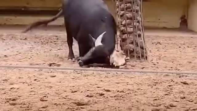 Amazing! Animals helping each other🐂🐢