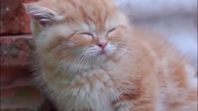 What Your Cat's Sleeping Position Reveals About Their Health and Personality