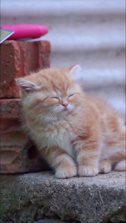 What Your Cat's Sleeping Position Reveals About Their Health and Personality